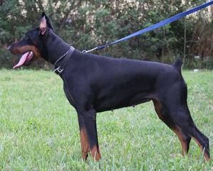 Eria Pro Cintia Gano | Black Doberman Pinscher