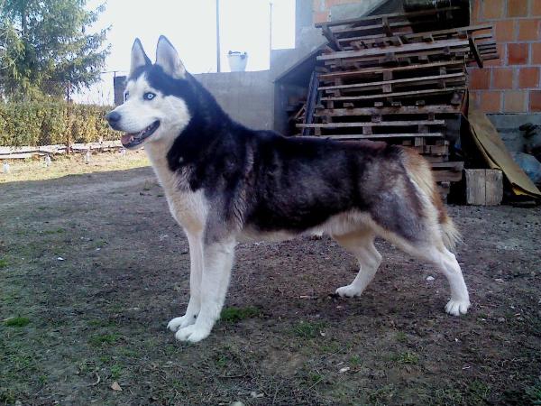 hidalgo | Siberian Husky 