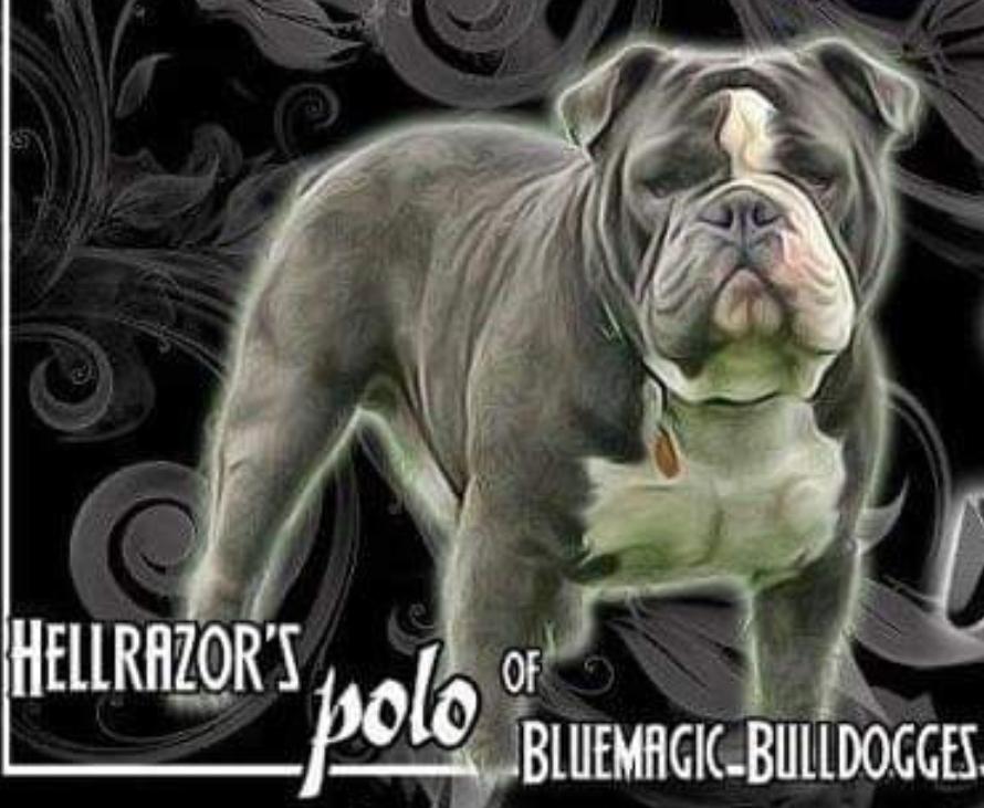 Hell Razzor's Polo | Olde English Bulldogge 