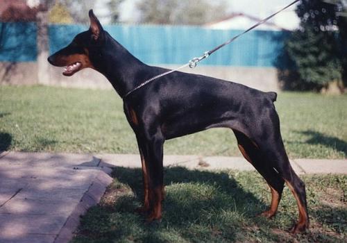 Nice di Stefusto | Black Doberman Pinscher