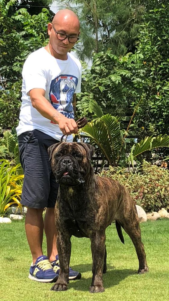 ARDHUB BLACK MISTRESS | Bullmastiff 