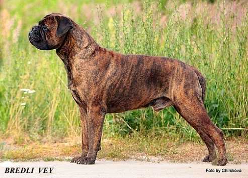 Bredli Vey Feshn Evro Ramzs | Bullmastiff 