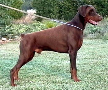 Chaldonnay Dino at Marikate | Brown Doberman Pinscher