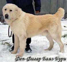 FEP-FAGAR BAYAZ BURI | Central Asian Shepherd Dog 