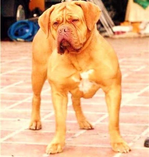 Duna de Lapella | Dogue de Bordeaux 