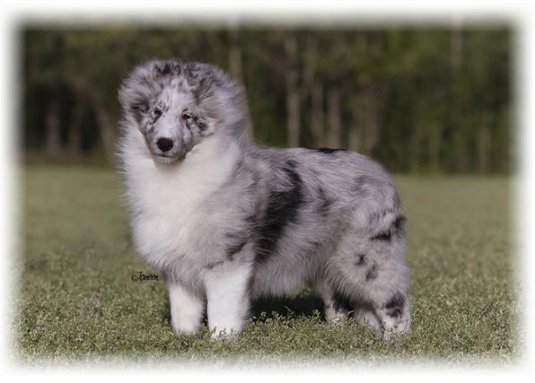 Lochlyn Just a Dream | Shetland Sheepdog 