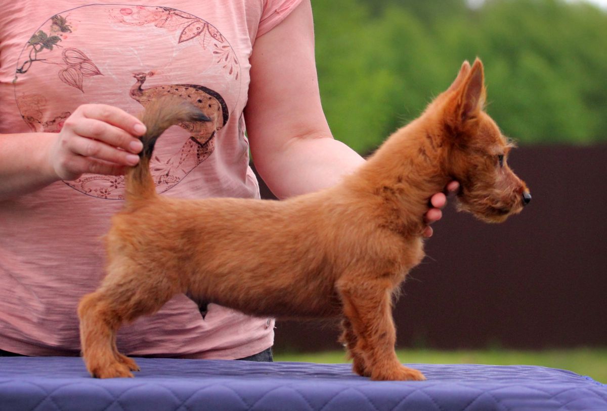 Erasmus iz Zvezdnogo Grafstva | Australian Terrier 