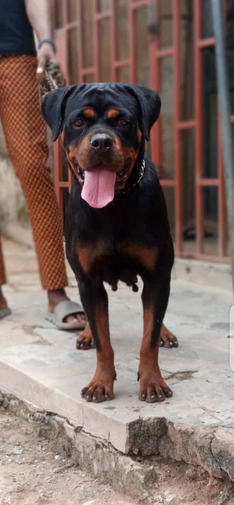 Zara Rott Kingdom | Rottweiler 