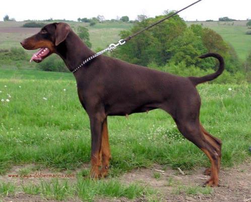 Come As You Are Darla | Brown Doberman Pinscher