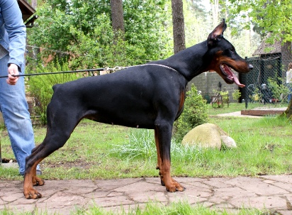 Pride of Russia Chianti Classika | Black Doberman Pinscher