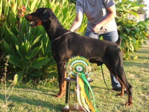 Donnehaus Fabian | Black Doberman Pinscher