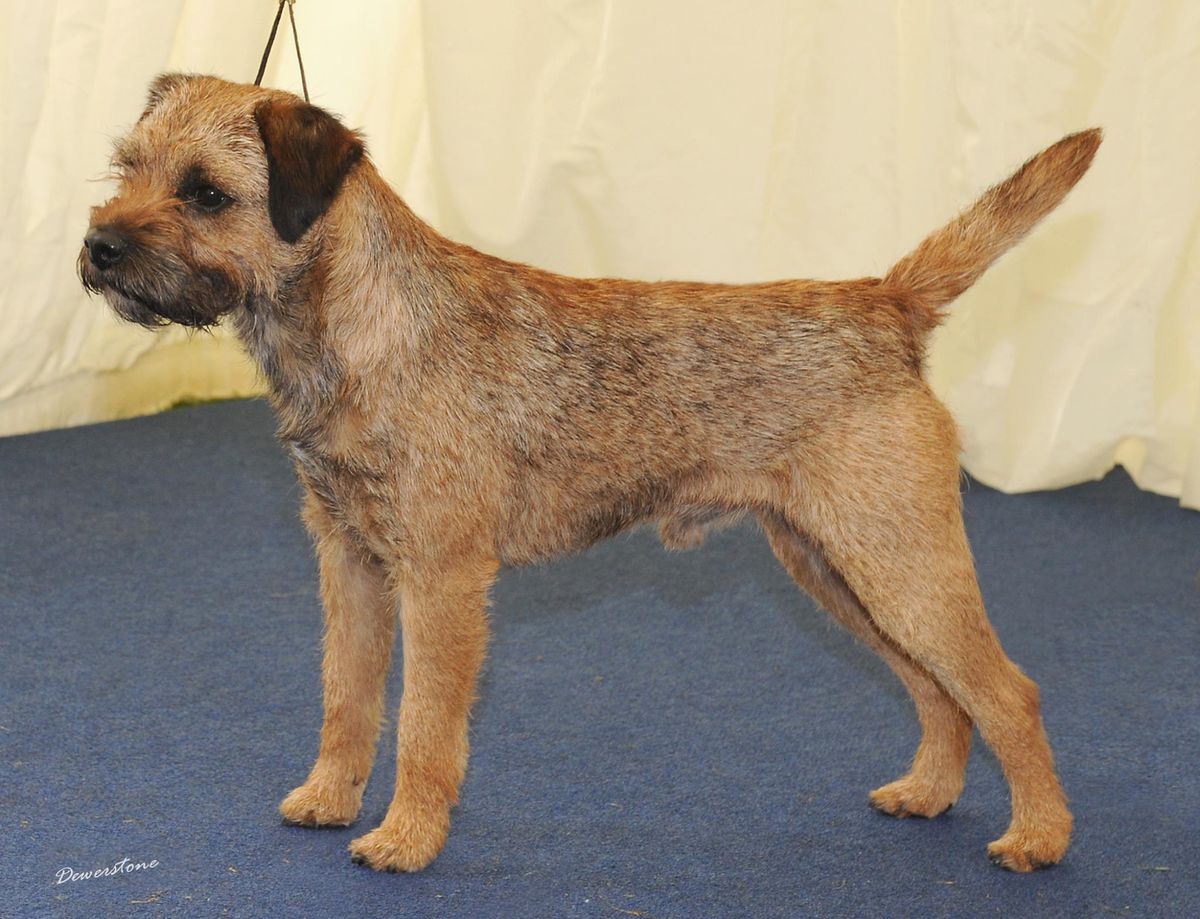 Dandyhow Dr Walter | Border Terrier 