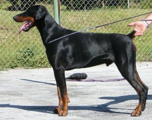 Vom Illerdamm Figo at Donnehaus | Black Doberman Pinscher