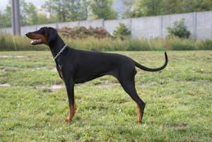 Ajuna v. CBF | Black Doberman Pinscher