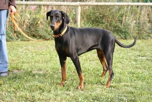 Aline Sina v. CBF | Black Doberman Pinscher