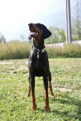 Amai v. CBF | Black Doberman Pinscher