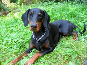 Angel v. CBF | Black Doberman Pinscher