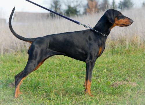 Asahi v. CBF | Black Doberman Pinscher