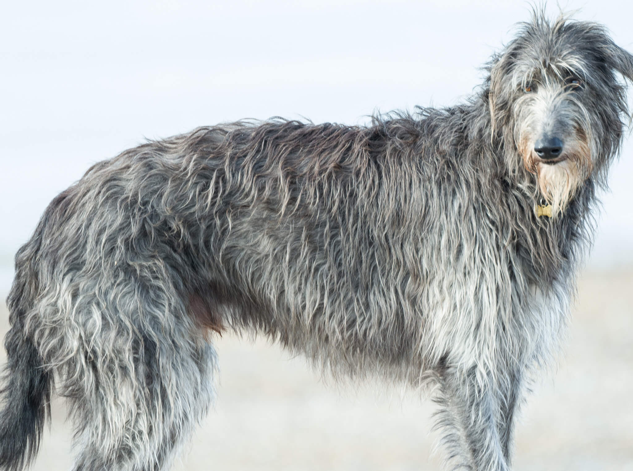 Scottish Deerhound