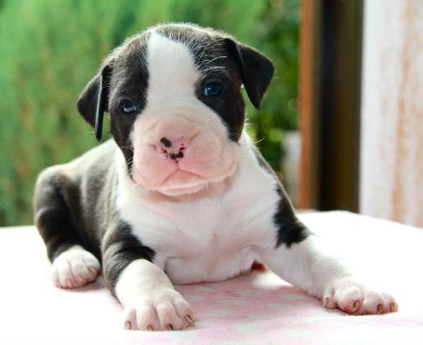 Gold Mask Hope | American Staffordshire Terrier 