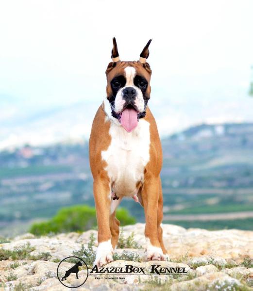 Flavia de Beiser's | Boxer 