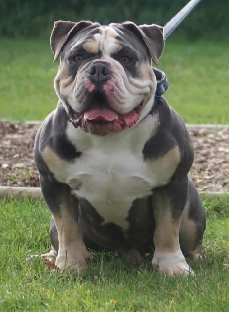 Dax @ Downsouth Bullz | Olde English Bulldogge 