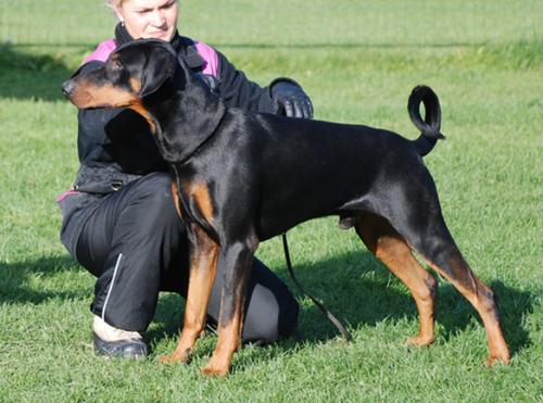 Kriegerhof Wolverine | Black Doberman Pinscher