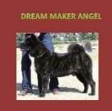 Dream Maker Angel (Cantarell) | Akita 