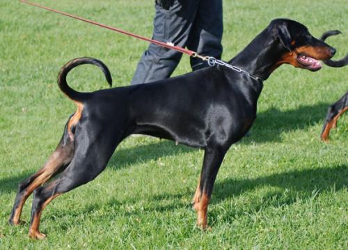 Kriegerhof Winez | Black Doberman Pinscher