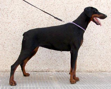 Athena v. Gebrannten Walde (LOF 77275) | Black Doberman Pinscher