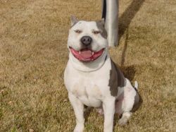 Don Diego De La Vega | American Pit Bull Terrier 