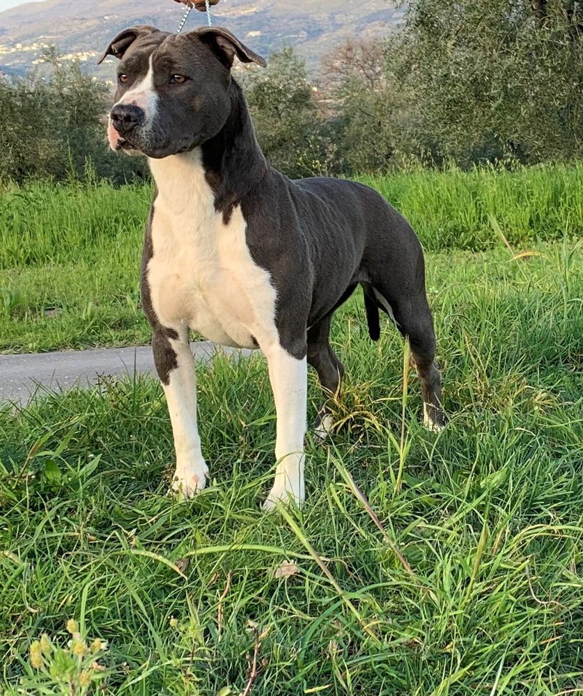 Rao's Ast Ariel | American Staffordshire Terrier 