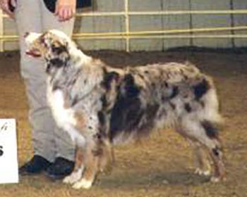 Red Hot Tonka Toy of Stone Ridge | Australian Shepherd 