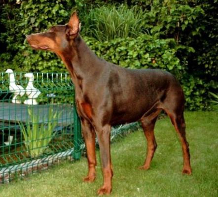 Vienna v. Crowded House | Brown Doberman Pinscher