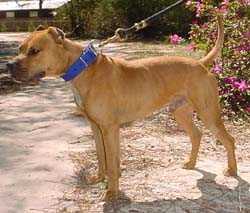 Tatonka's Chiko | American Pit Bull Terrier 