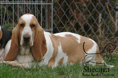 Shecaras Sea Mistress | Basset Hound 