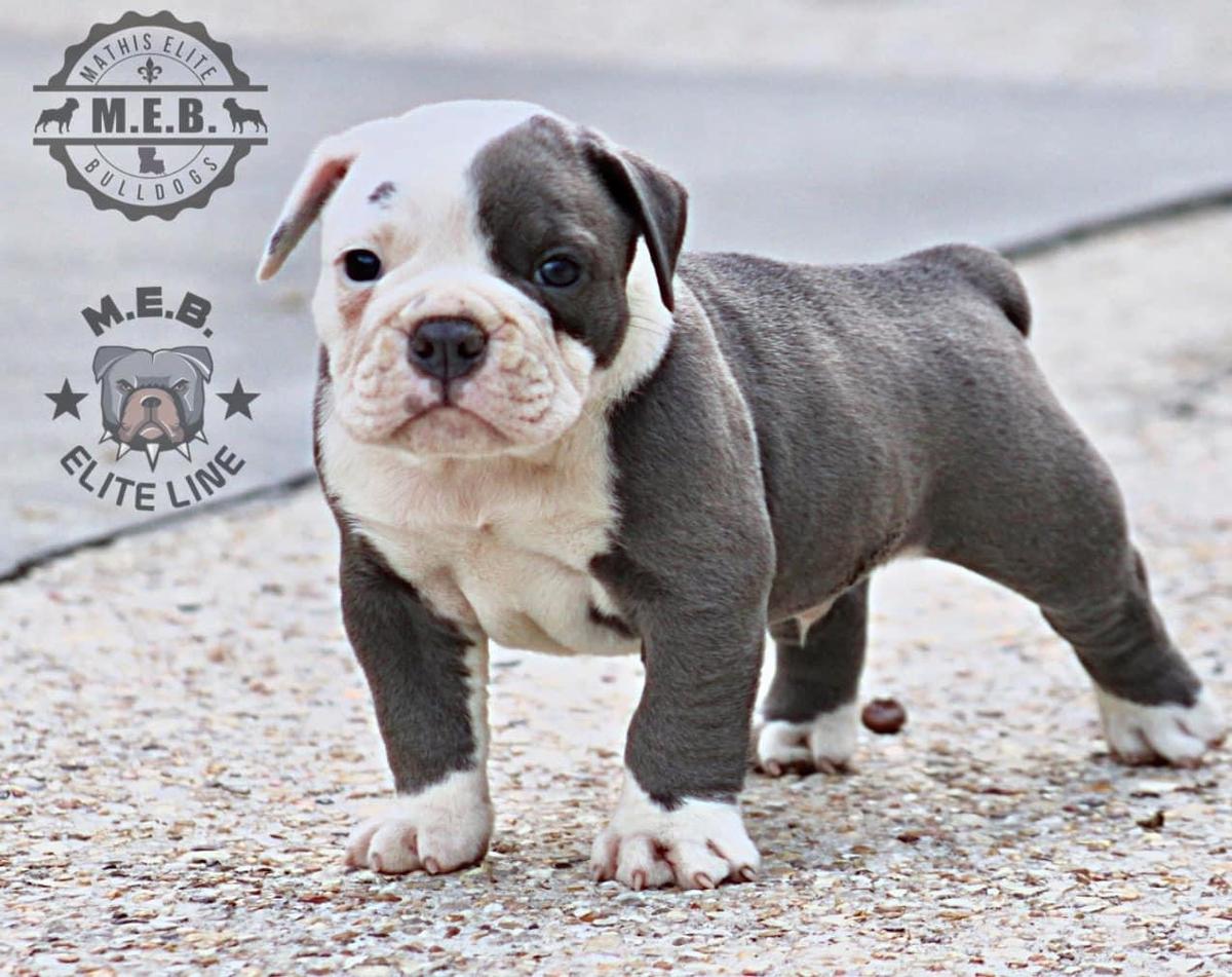 MEBs Carbon Copy | Olde English Bulldogge 