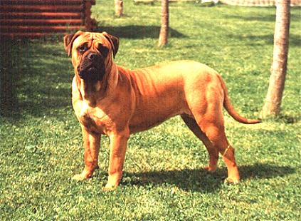 BLAZIN´S FLAME D´AGAFA L´ASE | Bullmastiff 