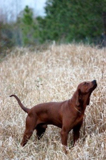Sidearm Jungle Boy | Redbone Coonhound 