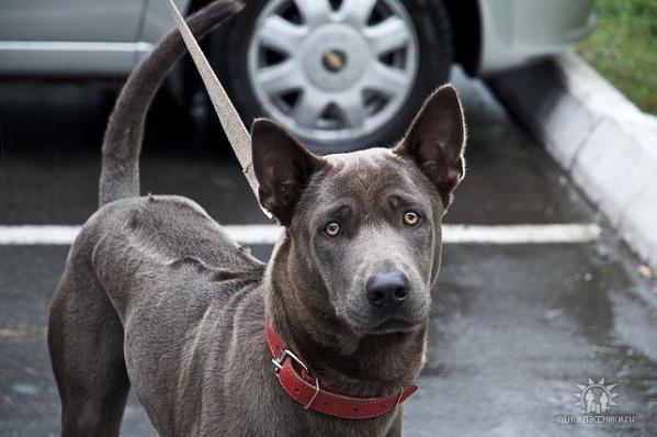 Hercules-Gray thai ponlamaj | Thai Ridgeback 