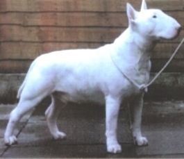 Kilacabar Rolling Thunder | Bull Terrier 