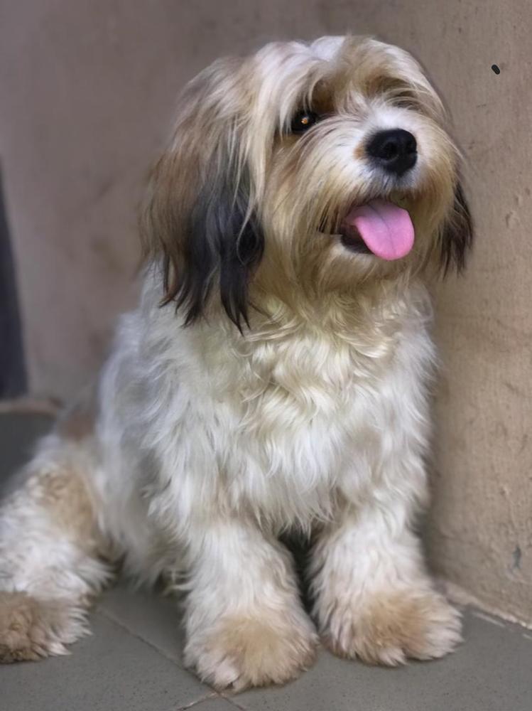 Shalia | Lhasa Apso 