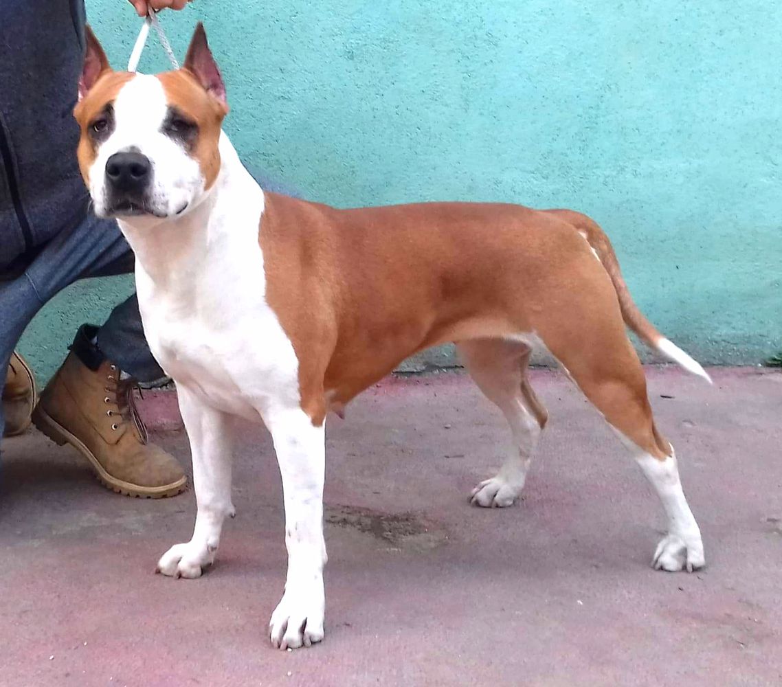 A-CARLA | American Staffordshire Terrier 