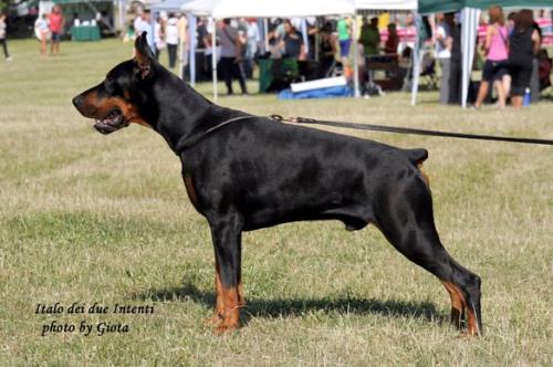 Italo del Due Intenti | Black Doberman Pinscher