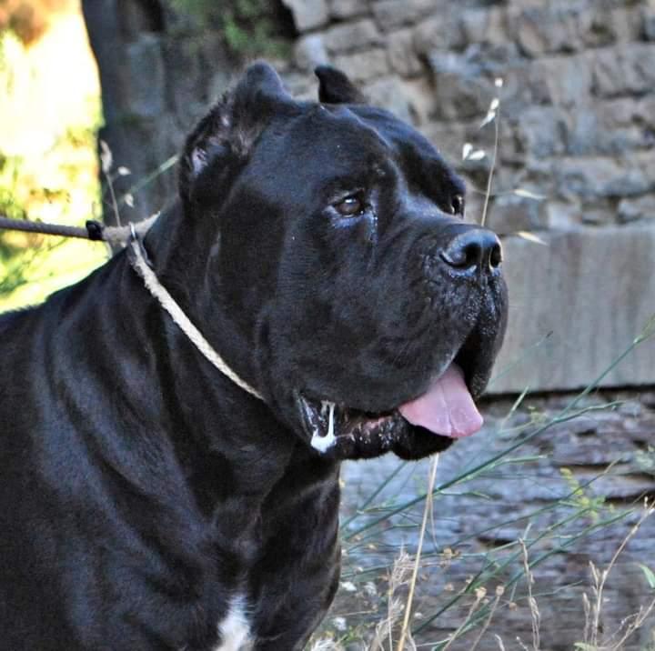 Nerone dei Molossi Dell'Angra | Cane Corso 