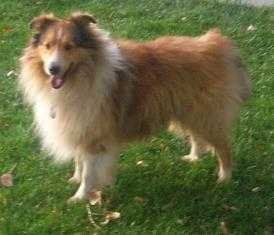 ETGREENS BUSTER | Shetland Sheepdog 