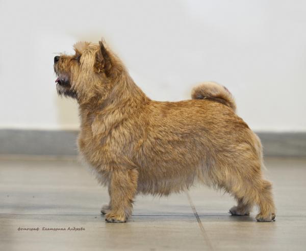 U-2 Grand Villa Rose | Norwich Terrier 