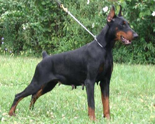 Gina Herto Devil Garden | Black Doberman Pinscher