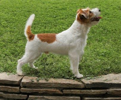 Dandee Dominik | Jack Russell Terrier 