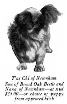 T'as Chi of Newnham | Pekingese 